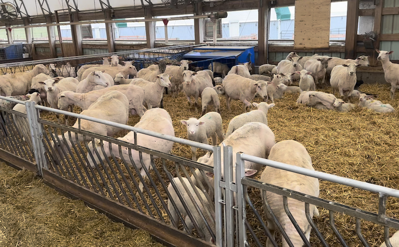 Baker Farms - Sheep